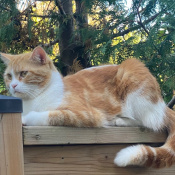 Simba, a White, Orange Domestic Shorthair Munchkin Cat