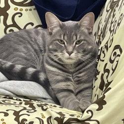 Pepper, a Light-grey tabby Cat