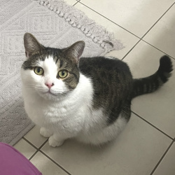 {petName}, a White, Black, Grey, Light-brown Tabby Cat