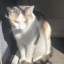 %name%, a %color% %breed% %type%